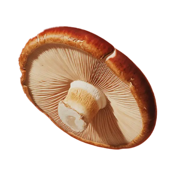 Immune-Support Sound Extractions