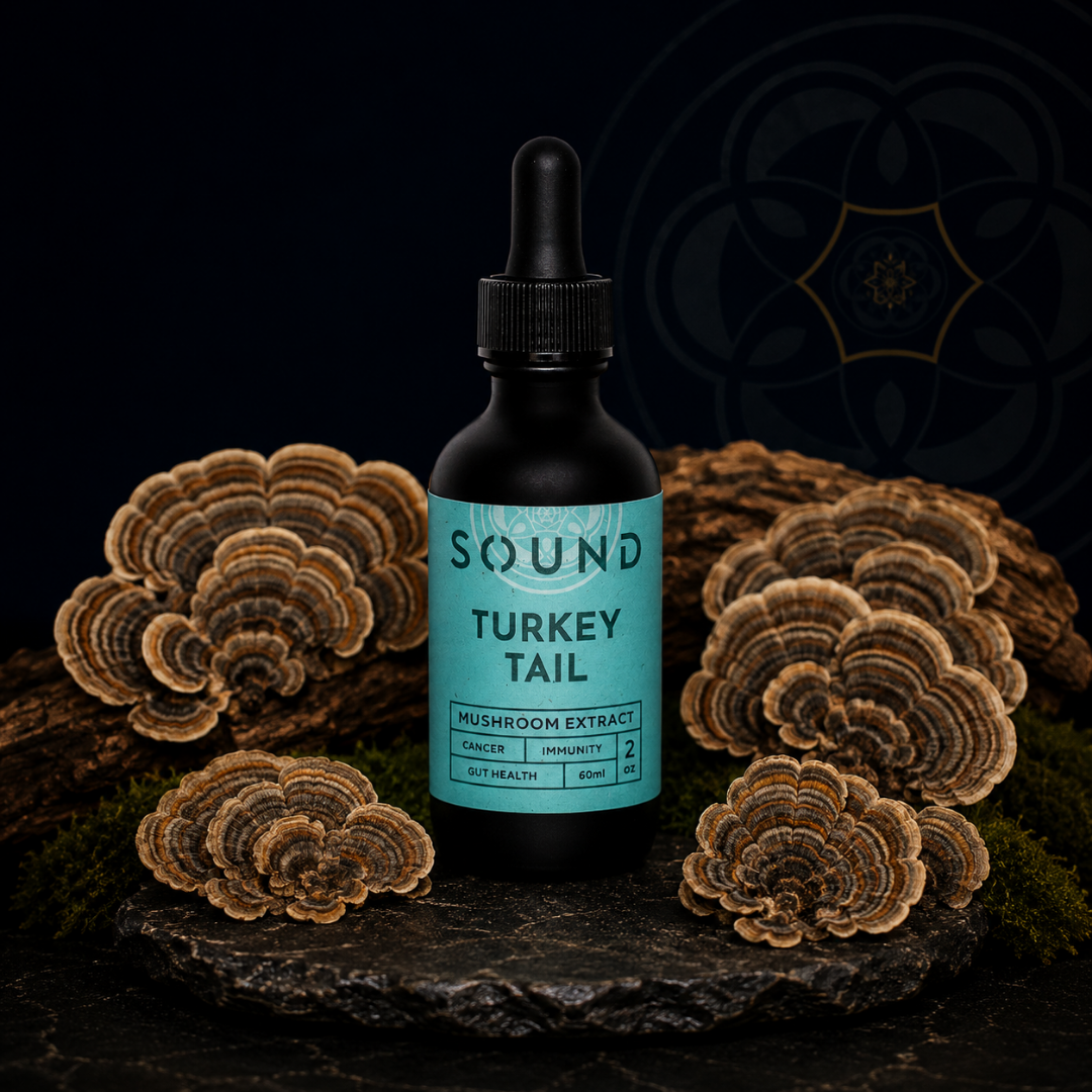Turkey Tail Sound Extract | UAE Mushroom Isolate