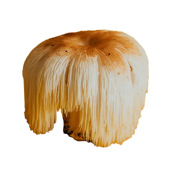 Clarity-Rest Sound Extractions